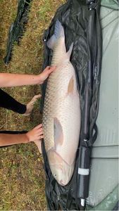 Grass Carp