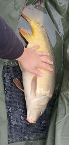 Mirror Carp
