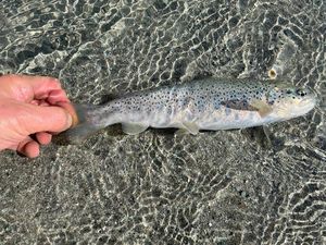 Brown Trout