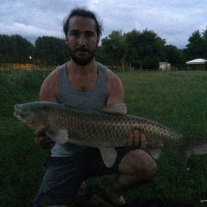 Grass Carp