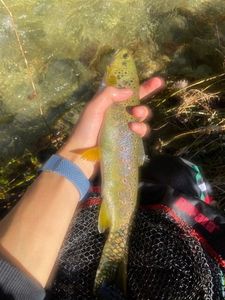Brown Trout