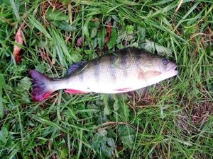 European Perch