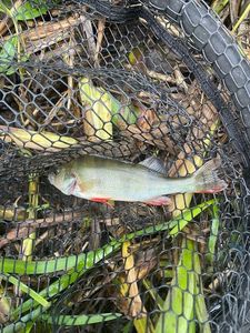 European Perch