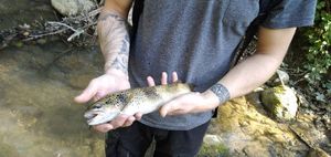 Brown Trout
