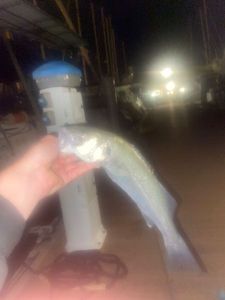 European Bass (Seabass)