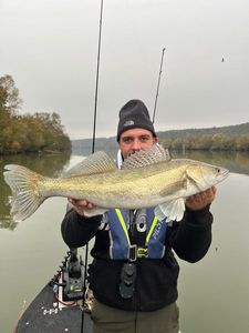 Zander