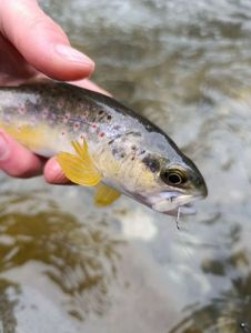Brown Trout