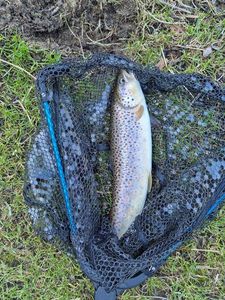 Brown Trout
