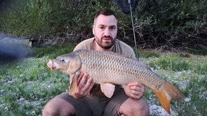 Common Carp