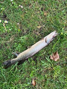 Northern Pike