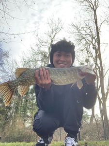 Chain Pickerel
