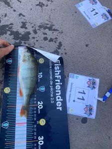 European Perch