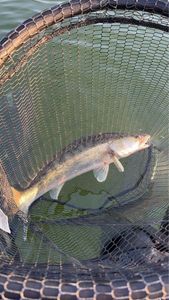 Zander