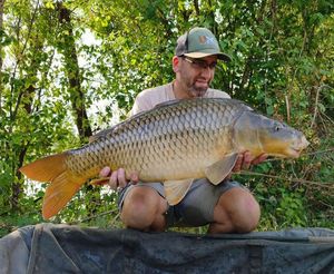 Common Carp