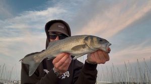 European Bass (Seabass)