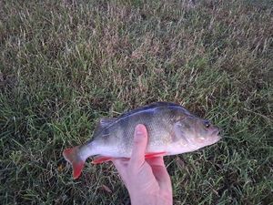 European Perch