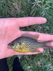 Green Sunfish