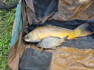 Common Carp