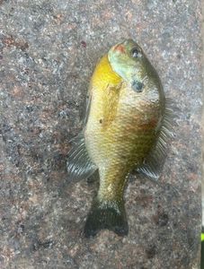 Bluegill