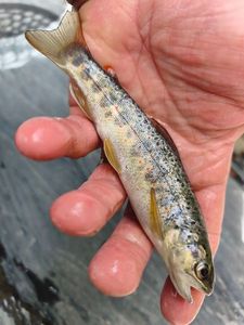 Brown Trout