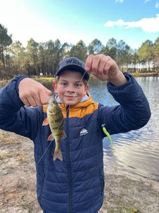 Yellow Perch