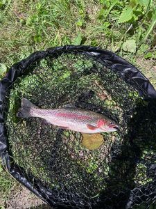 Rainbow Trout