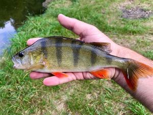 European Perch