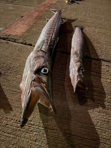 Great Barracuda
