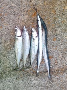 Mackerel