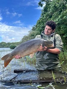 Mirror Carp