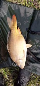 Leather Carp
