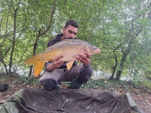 Mirror Carp