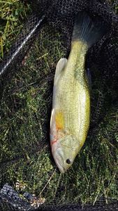 Largemouth Bass
