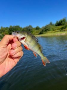 European Perch