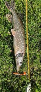 Northern Pike