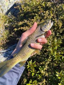 Brown Trout