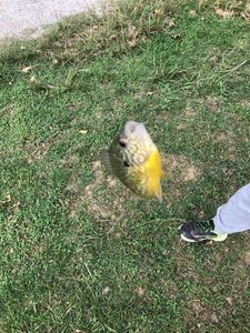 Green Sunfish