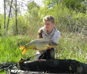 Common Carp