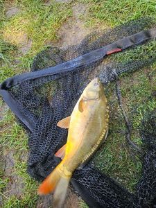 Leather Carp