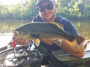 Largemouth Bass