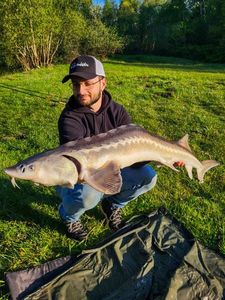 European Sturgeon