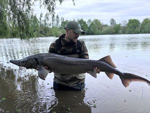 Sturgeon