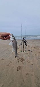 European Bass (Seabass)