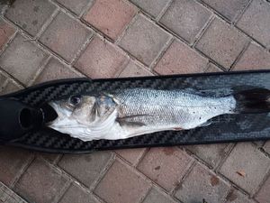 European Bass (Seabass)