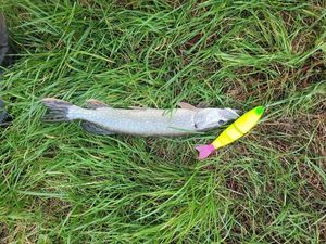Northern Pike