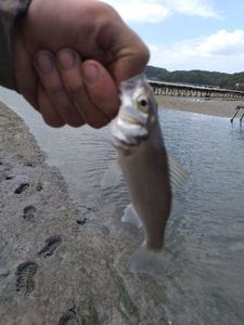 European Bass (Seabass)