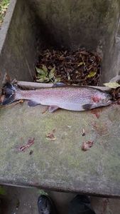 Rainbow Trout