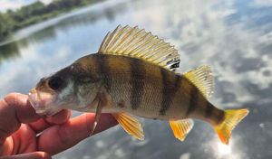 European Perch