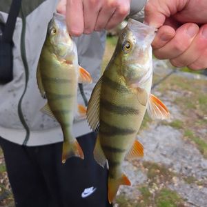 European Perch