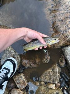 Brown Trout